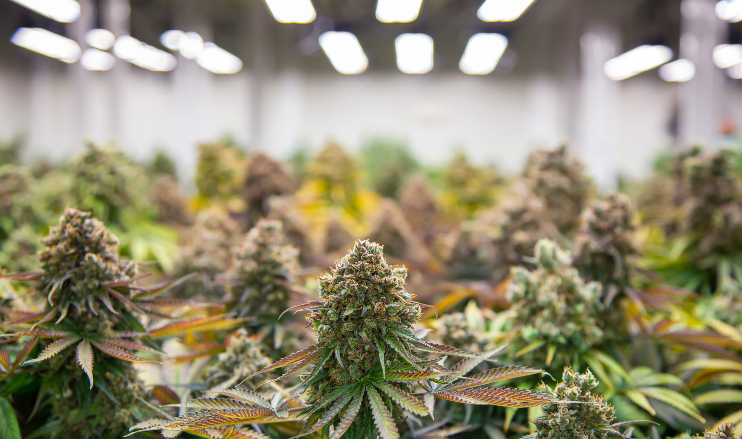 The Implications of Marijuana Reclassification  Part 1: The Corporate Sector