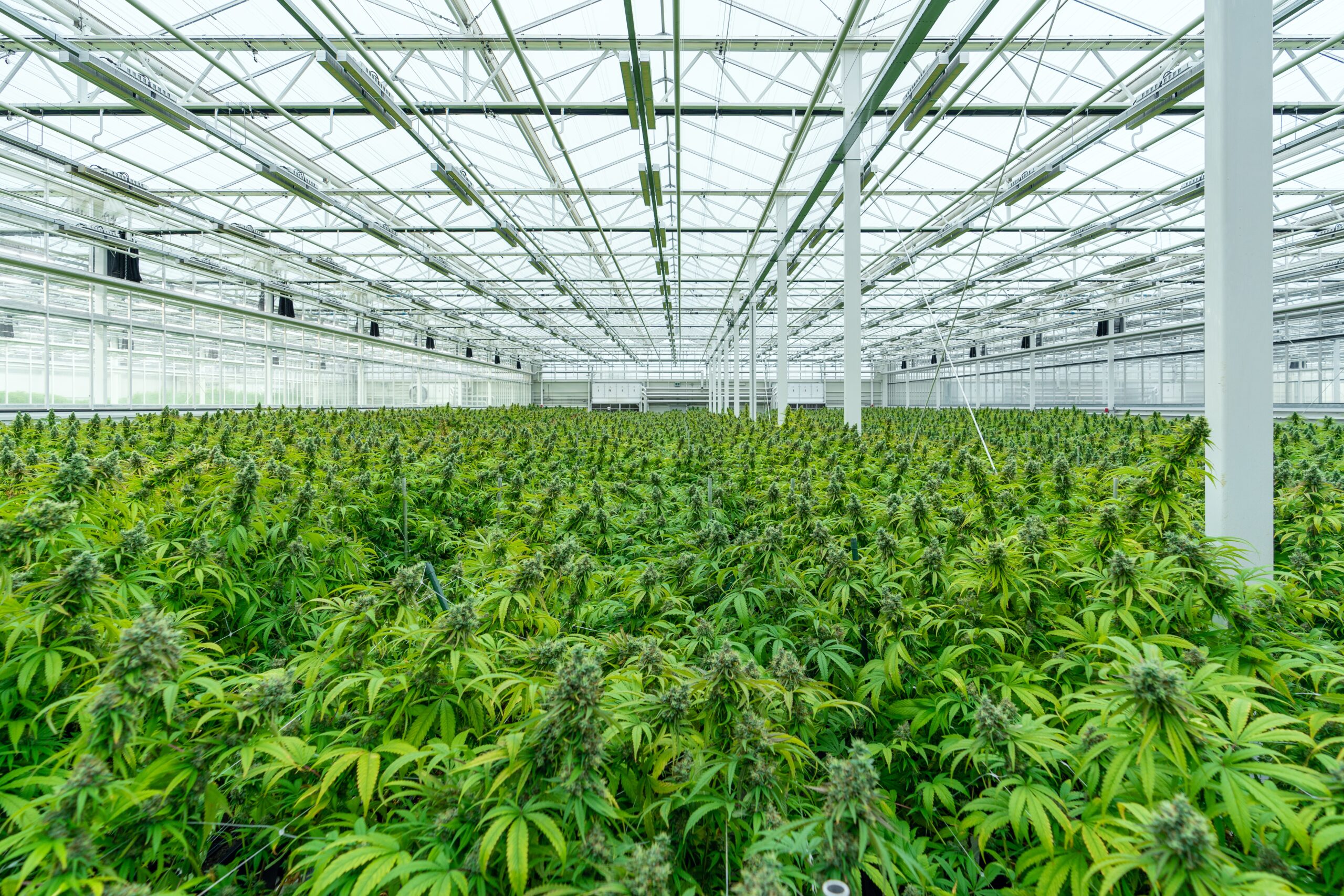 The Implications of Marijuana Reclassification  Part 3: The Real Estate Space